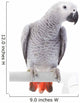 African Grey Parrot Wall Decal