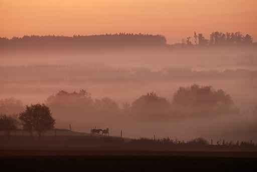 Morning Fog Wall Decal
