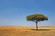 Landschaft Mit Baum Wall Decal