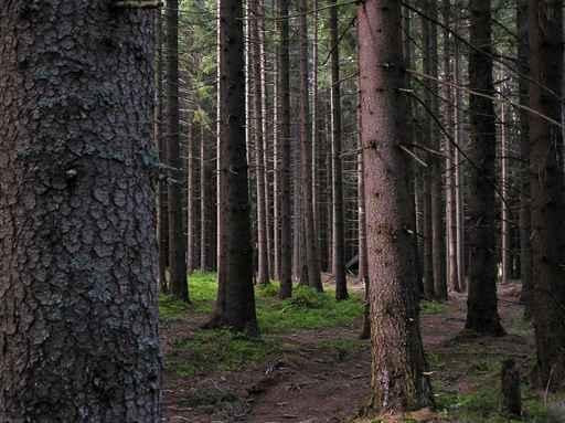 Forest Wall Decal Design 2