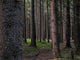 Forest Wall Decal Design 2