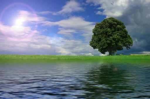 Tree Wall Decal Design 1