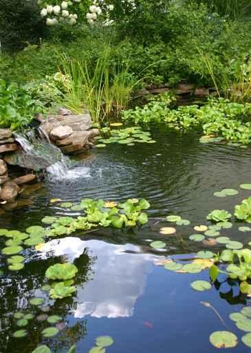 Homemade Pond Wall Decal Design 1
