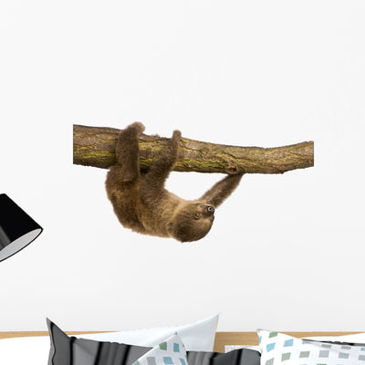 Baby Two-toed Sloth 4 Wall Decal shown on a wall
