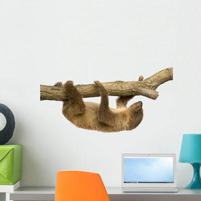 Baby Two-toed Sloth Wall Decal shown on a wall