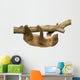 baby Two-toed sloth (4 months) - Choloepus didactylus Wall Decal