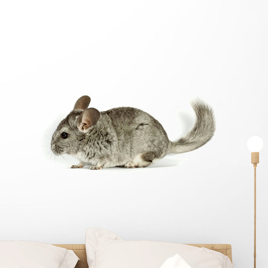 Chinchilla Wall Decal