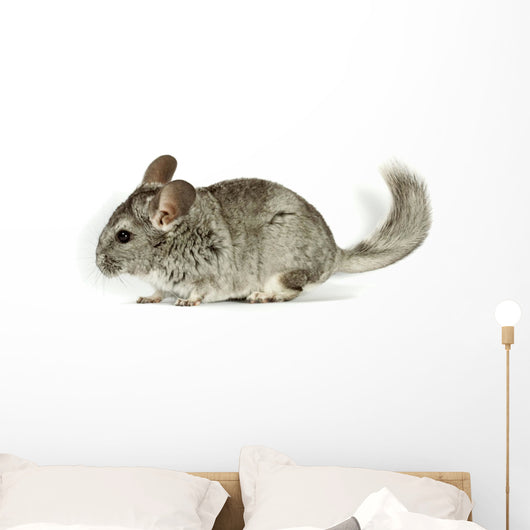 Chinchilla Wall Decal