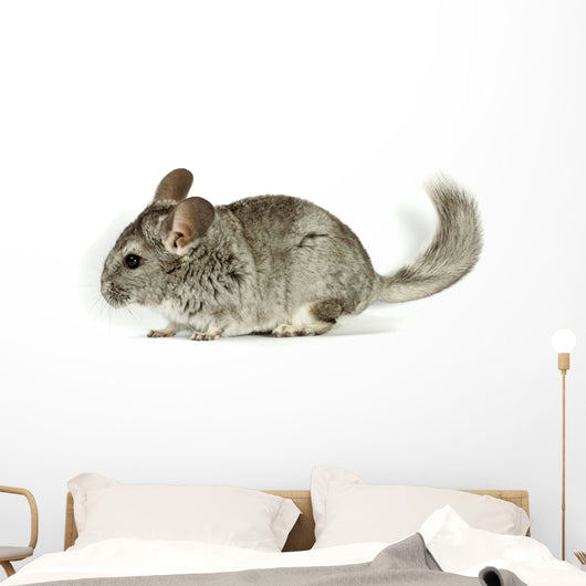 Chinchilla Wall Decal
