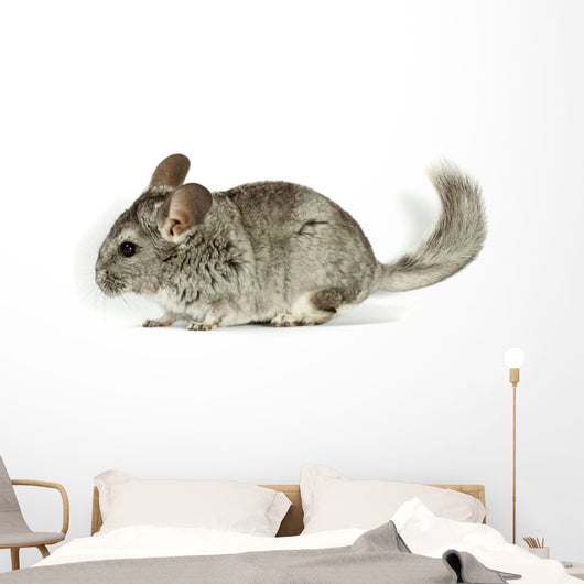 Chinchilla Wall Decal
