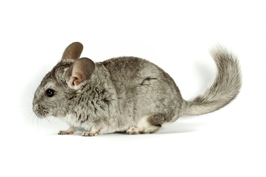 Chinchilla Wall Decal