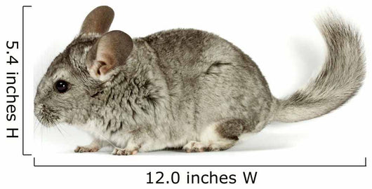 Chinchilla Wall Decal