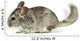 Chinchilla Wall Decal