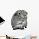 Guinea Pig 3 Years Wall Decal