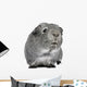 Guinea Pig 3 Years Wall Decal