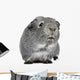 Guinea Pig 3 Years Wall Decal