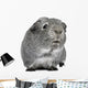 Guinea Pig 3 Years Wall Decal