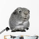 Guinea Pig 3 Years Wall Decal