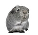 Guinea Pig 3 Years Wall Decal