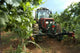 Vineyard Tractor Wall Decal