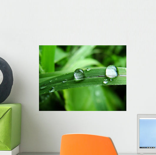 Dew on Grass Wall Mural
