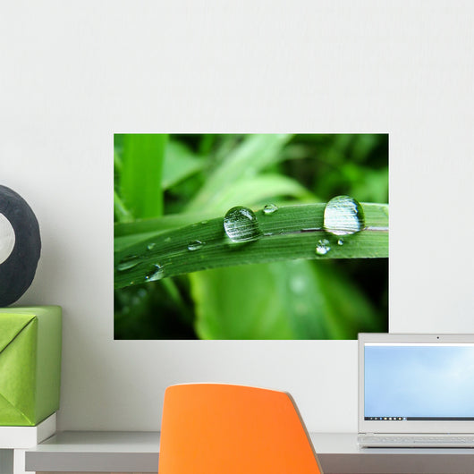 Dew on Grass Wall Mural