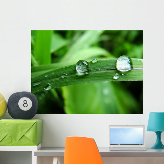 Dew on Grass Wall Mural