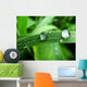 Dew on Grass Wall Mural