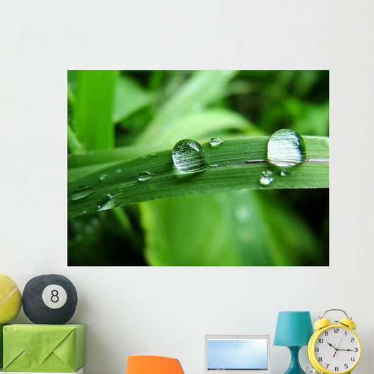 Dew on Grass Wall Mural