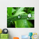 Dew on Grass Wall Mural