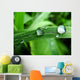 Dew on Grass Wall Mural