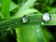 Dew on Grass Wall Mural