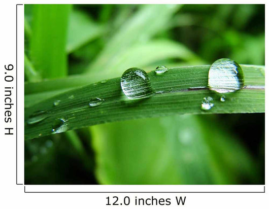 Dew on Grass Wall Mural