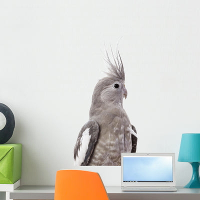White-faced Cockatiel Wall Decal shown on a wall