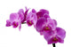 Orchid Wall Decal