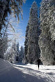 Ski Fund Wall Decal