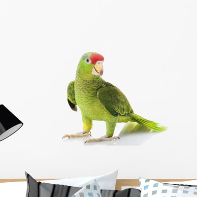 Mexican Red-headed Amazon Parrot Wall Decal shown on a wall