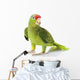 Mexican Red-Headed Amazon Parrot Wall Decal