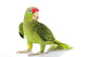 Mexican Red-Headed Amazon Parrot Wall Decal