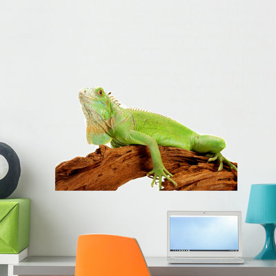 Iguana Wall Decal shown on a wall