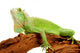iguana Wall Decal