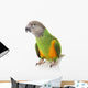 Senegal Parrot Wall Mural