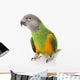 Senegal Parrot Wall Mural