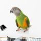 Senegal Parrot Wall Mural