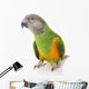 Senegal Parrot Wall Mural