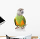 Senegal Parrot Wall Mural