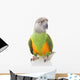 Senegal Parrot Wall Mural