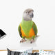Senegal Parrot Wall Mural