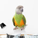 Senegal Parrot Wall Mural