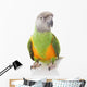 Senegal Parrot Wall Mural